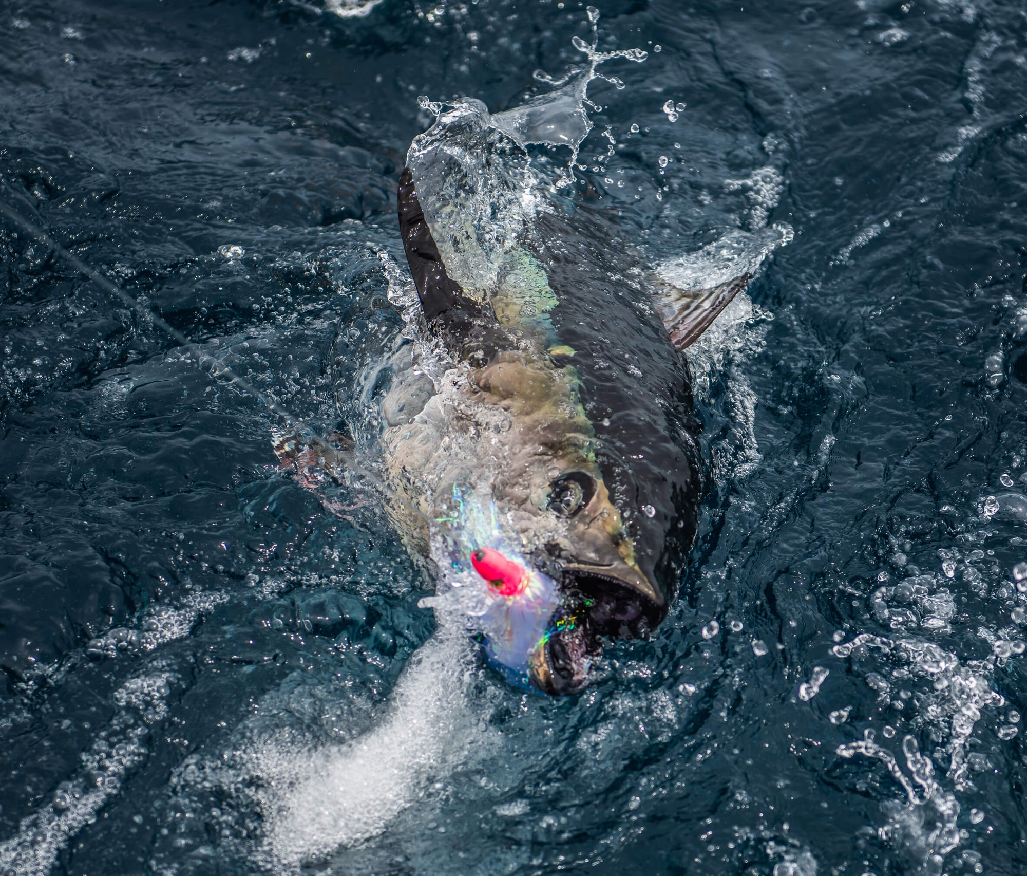 A fish is slightly below water and trying to catch a fishing lure in its mouth
