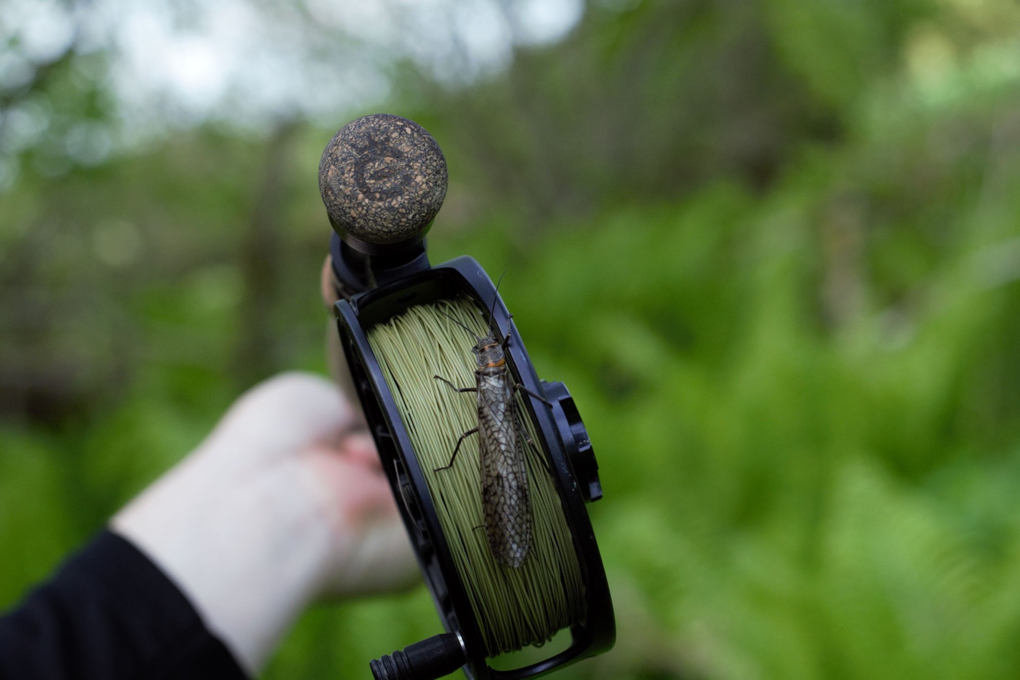 Closeup shot of a hand holding a Cortland Fly Rod. The reel is lined with Euro Nymph Braid Core and there is a large bug on the reel.