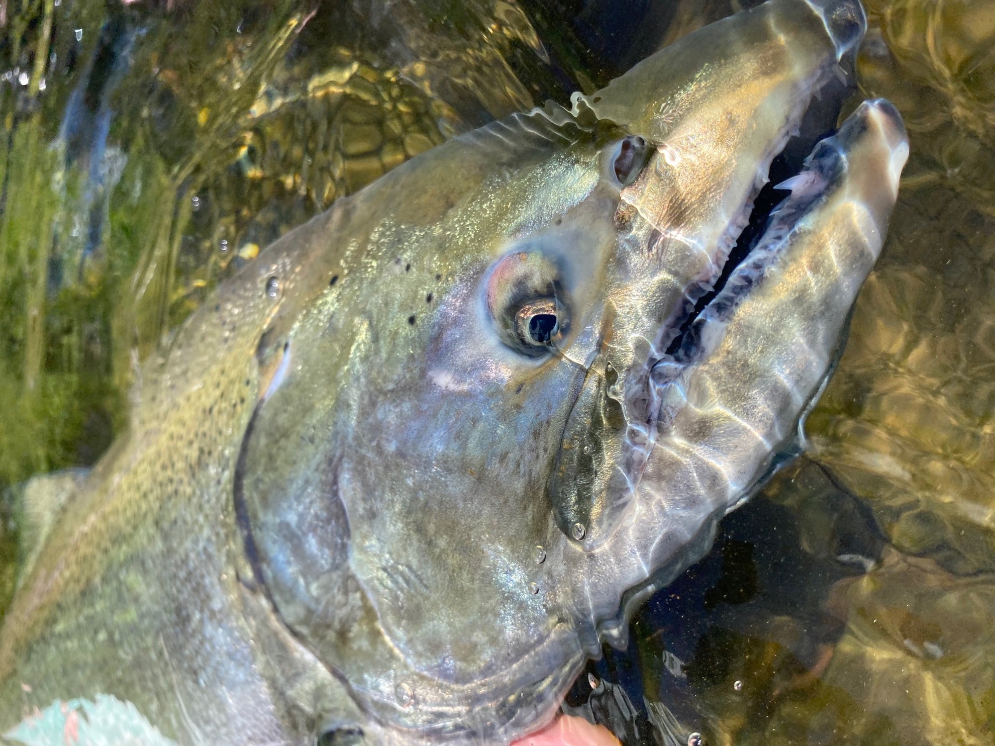 Closeup shot looking down on the head of a Salmon Steelhead, that is submerged in water.