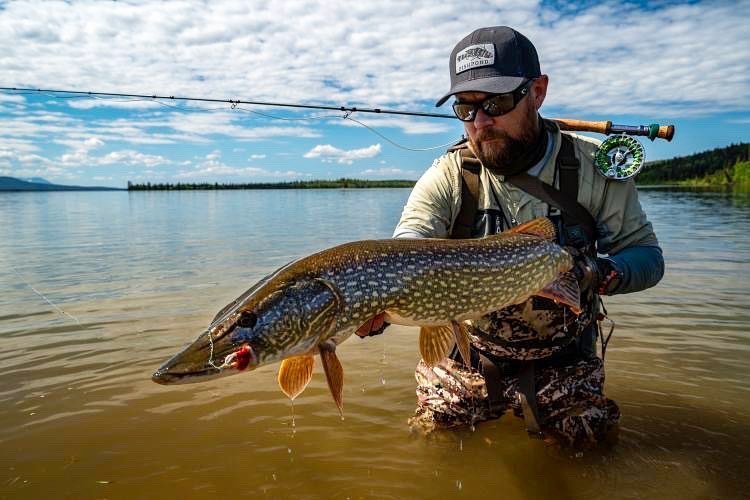 Angler is standing in knee high water and holding up a musky 