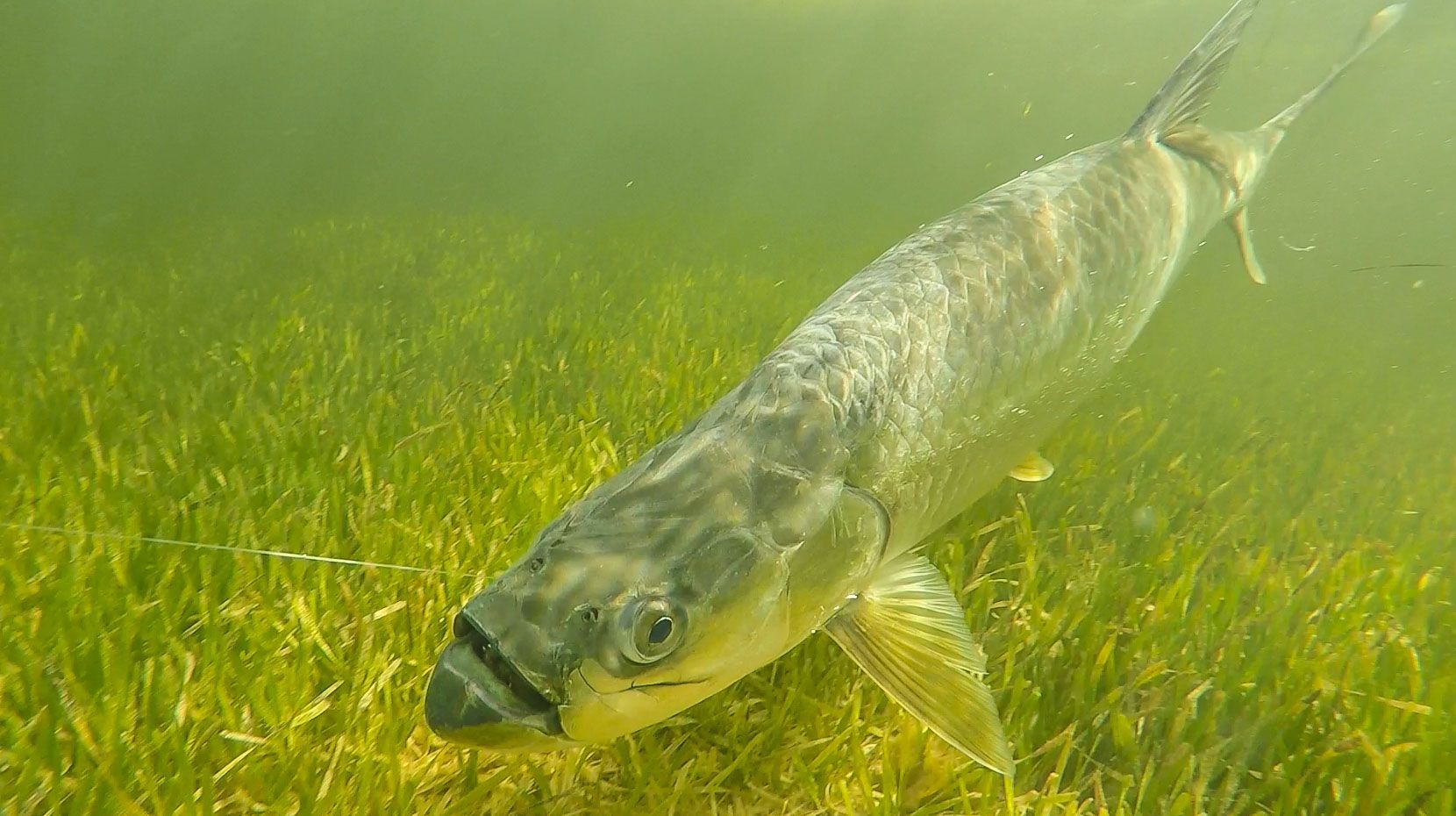 A tarpon below water with seaweed below it. 